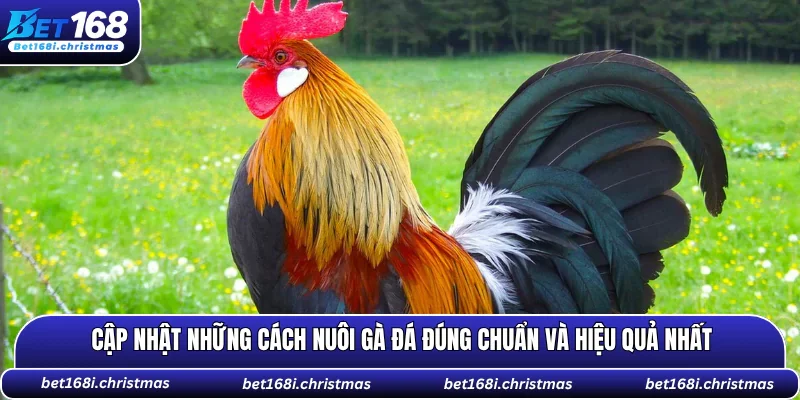 cách nuôi gà đá