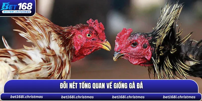 Đôi nét tổng quan về giống gà đá
