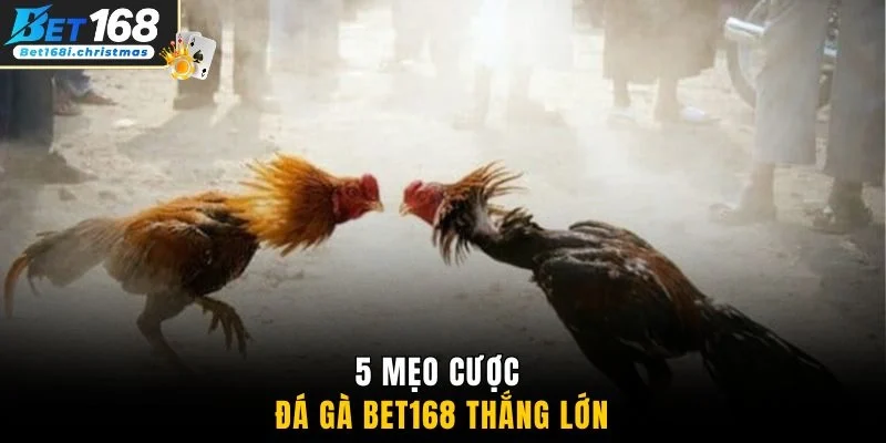 5 mẹo cược đá gà BET168 thắng lớn