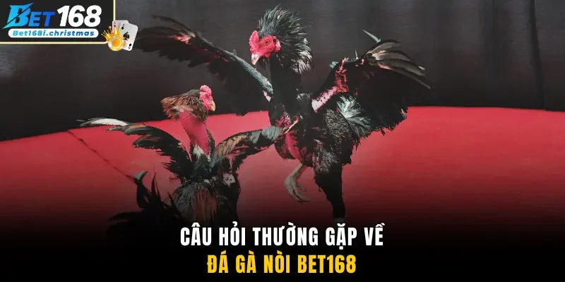 Câu hỏi thường gặp về đá gà nòi Bet168