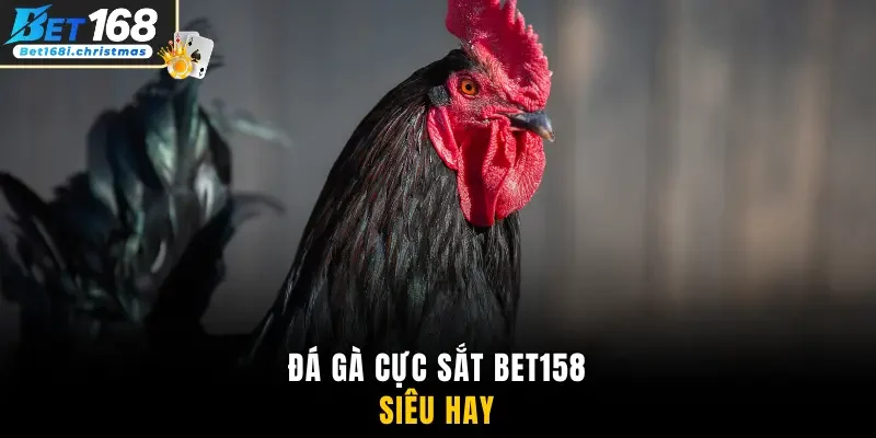 Đá gà cực sắt Bet158 siêu hay