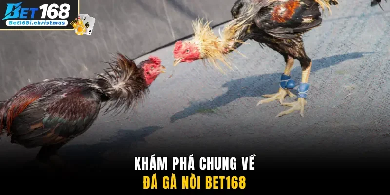 Khám phá chung về đá gà nòi Bet168