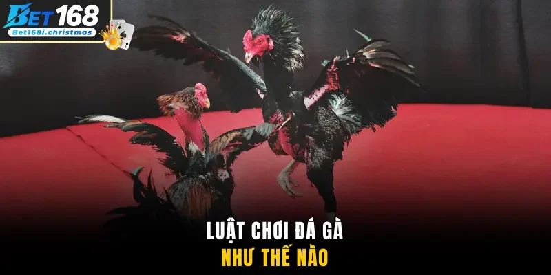 Luật chơi đá gà như thế nào