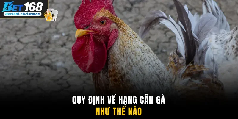 Quy định về hạng cân gà như thế nào