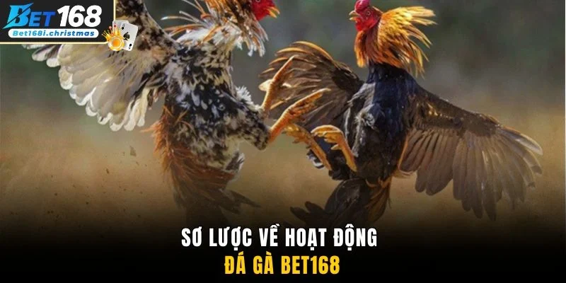 Sơ lược về hoạt động đá gà BET168