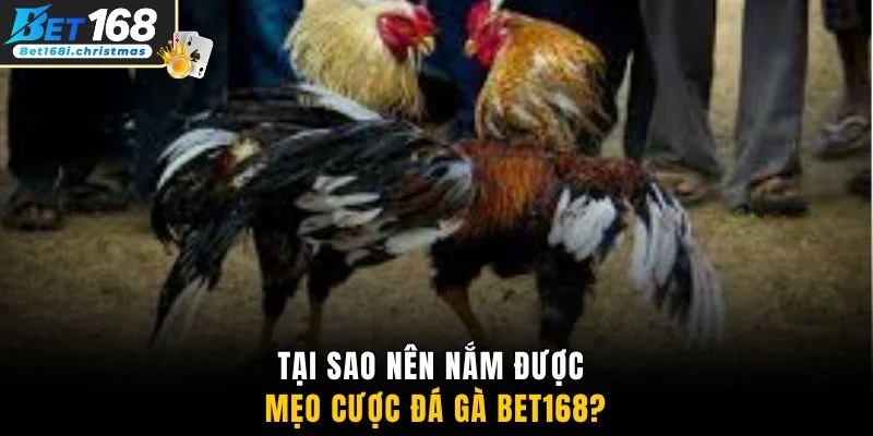 Tại sao nên nắm được mẹo cược đá gà BET168?
