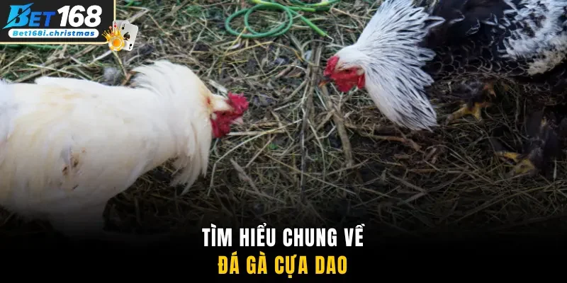 Tìm hiểu chung về đá gà cựa dao Bet168